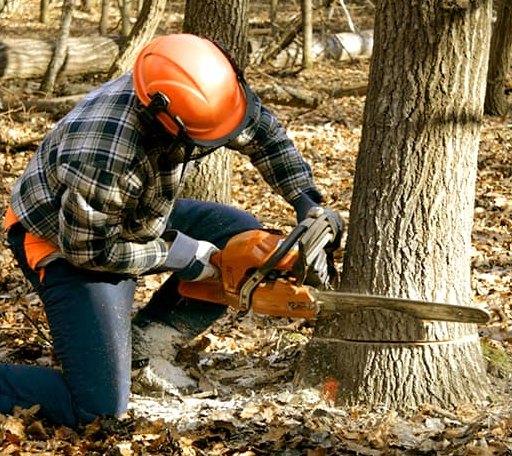 Tree Removal in Wanette, OK